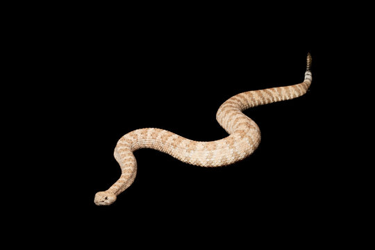 Speckled Rattlesnake