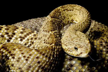 Mexican west coast rattlesnake
