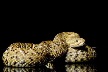 Mexican west coast rattlesnake