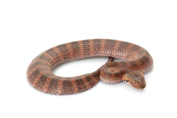 Death adder