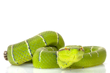 Temple viper