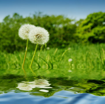 Dandelion and surface of the water