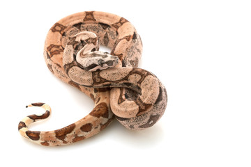 Arabesque Columbian red-tailed boa