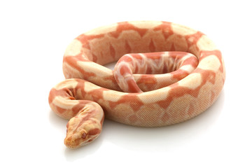 Coral sunglow Columbian red-tailed boa