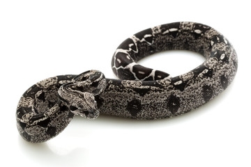 Anerythristic Columbian red-tailed boa