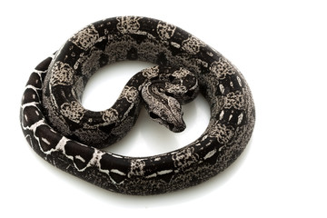 Anerythristic Columbian red-tailed boa
