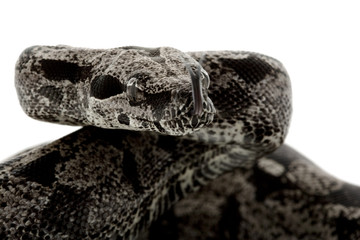 Anerythristic Columbian red-tailed boa