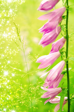Lily of the valley