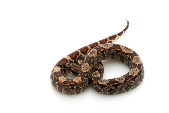 Hypomelanistic black Columbian red-tailed boa