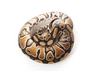 phantom ball python