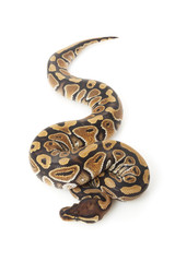 phantom ball python