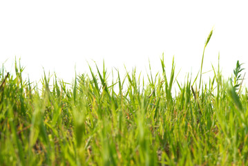 Green grass isolated