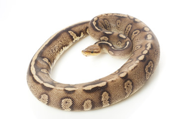 pastel super chocolate ball python