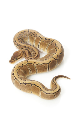 pastel pinstripe ball python