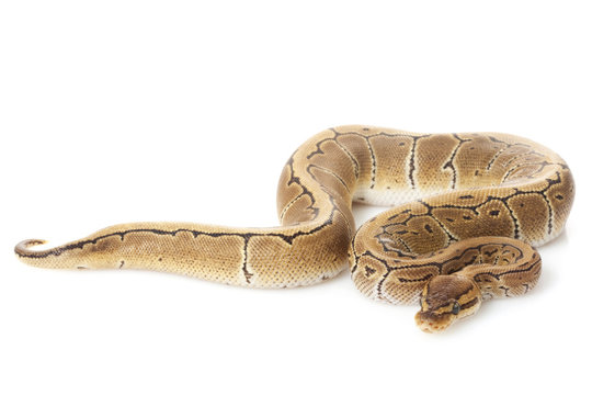 pastel pinstripe ball python