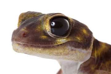 Stellate Knob-tailed Gecko