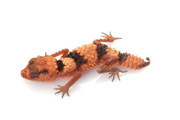Banded Knob-tailed Gecko