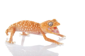 Centralian Rough Knob-tailed Gecko