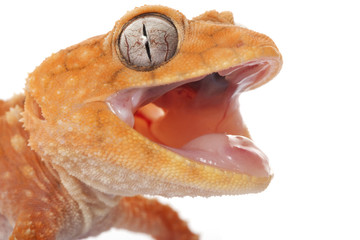 Centralian Rough Knob-tailed Gecko