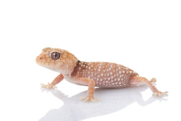 Centralian Rough Knob-tailed Gecko
