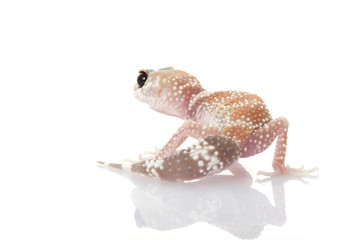 Barking Gecko