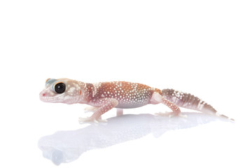 Barking Gecko