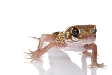 Barking Gecko