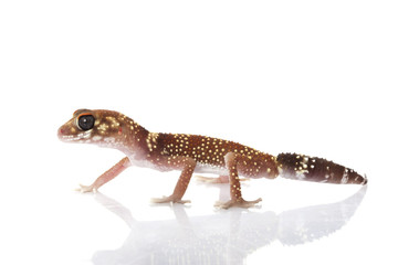 Barking Gecko