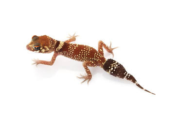 Barking Gecko