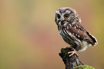 Naklejka premium Saw-Whet Owl