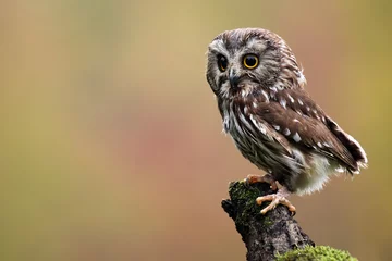 Zelfklevend Fotobehang Uil Zaag-Whet Uil