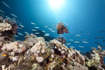 Plakat coral and lionfish