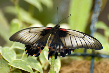 Swallowtail butterfly