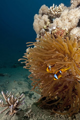 Naklejka na ściany i meble ocean and anemone