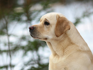 Dog of breed labrador a retriever.