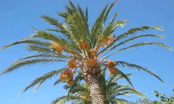 PALMERA CON RACIMOS DE DATILES
