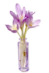 meadow-saffrons in lila phial