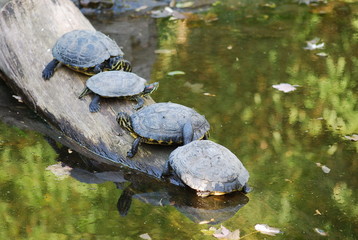 Obraz premium Schildkröten