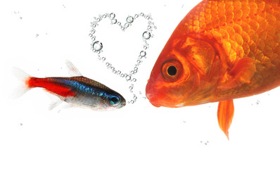 Fischliebe