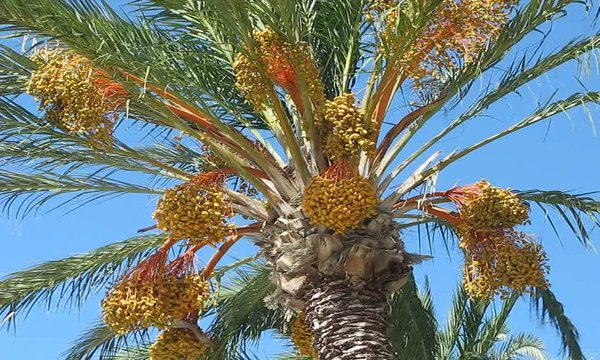PALMERA CON RACIMOS DE DATILES