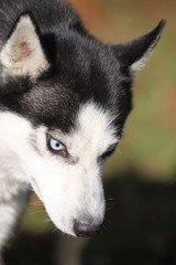 Husky