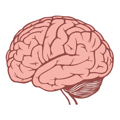 human brain