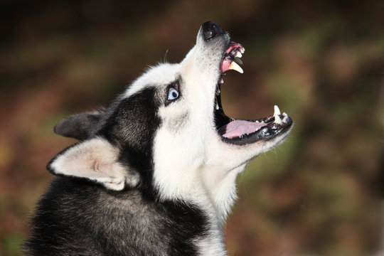 Husky
