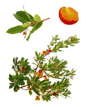 Arbousier