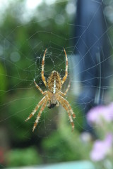 spinne
