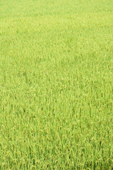 Rice paddy field
