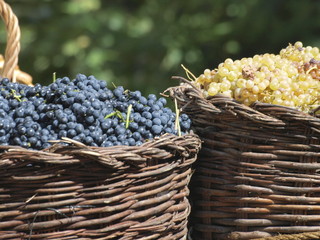 Uvas en la vendimia