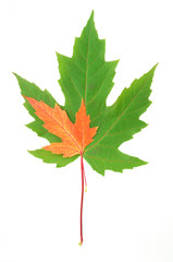 Green and red leaves