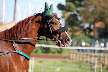 Obraz premium Cheval de course