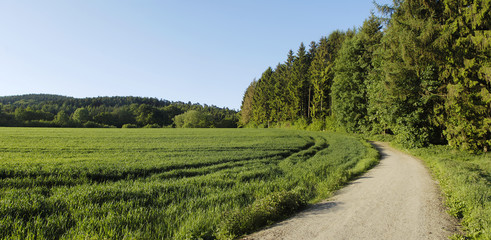 Waldweg